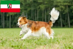 Lire la suite à propos de l’article Nederlandse Kooikerhondje éleveurs et chiots en Rhénanie du Nord-Westphalie