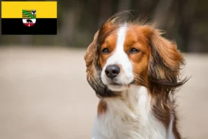 Lire la suite à propos de l’article Nederlandse Kooikerhondje éleveurs et chiots en Saxe-Anhalt