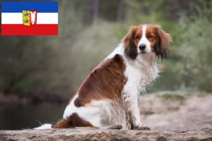 Lire la suite à propos de l’article Nederlandse Kooikerhondje éleveurs et chiots dans le Schleswig-Holstein