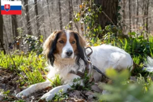 Lire la suite à propos de l’article Nederlandse Kooikerhondje éleveurs et chiots en Slovaquie