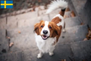 Lire la suite à propos de l’article Nederlandse Kooikerhondje éleveurs et chiots en Suède