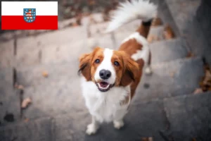 Lire la suite à propos de l’article Nederlandse Kooikerhondje éleveurs et chiots en Thuringe