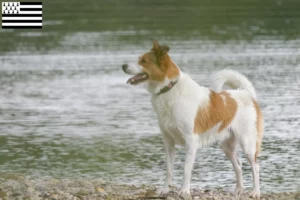 Lire la suite à propos de l’article Norrbottenspitz Éleveurs et chiots en Bretagne