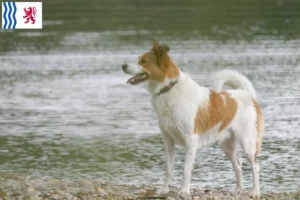 Lire la suite à propos de l’article Norrbottenspitz Éleveurs et chiots en Nouvelle-Aquitaine