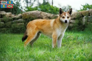 Lire la suite à propos de l’article Éleveurs de Lundehunds norvégiens et chiots en Bourgogne-Franche-Comté