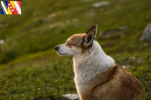 Lire la suite à propos de l’article Éleveurs de Lundehunds norvégiens et chiots en Grand Est