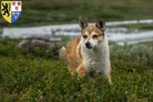 Lire la suite à propos de l’article Éleveurs de Lundehunds norvégiens et chiots en Hauts-de-France