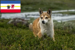 Lire la suite à propos de l’article Éleveurs de Lundehund norvégiens et chiots dans le Mecklembourg-Poméranie occidentale