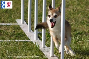 Lire la suite à propos de l’article Éleveurs de Lundehunds norvégiens et chiots en Nouvelle-Aquitaine