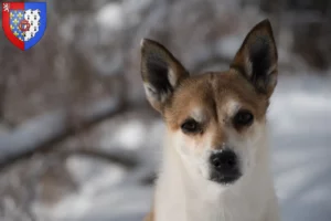 Lire la suite à propos de l’article Éleveurs de Lundehunds norvégiens et chiots en Pays de la Loire