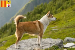 Lire la suite à propos de l’article Éleveurs de Lundehunds norvégiens et chiots en Provence-Alpes-Côte d’Azur