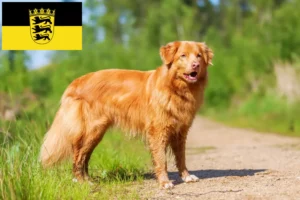 Lire la suite à propos de l’article Nova Scotia Duck Tolling Retriever éleveurs et chiots en Baden-Württemberg