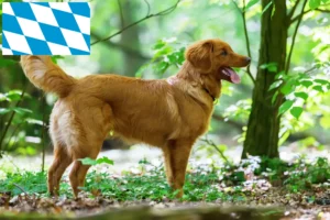 Lire la suite à propos de l’article Nova Scotia Duck Tolling Retriever éleveurs et chiots en Bavière