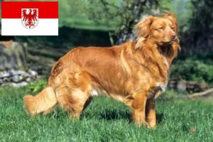 Lire la suite à propos de l’article Nova Scotia Duck Tolling Retriever éleveurs et chiots dans le Brandebourg