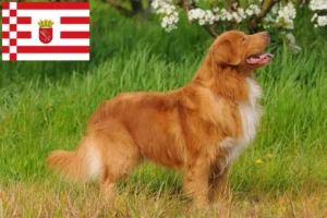 Lire la suite à propos de l’article Nova Scotia Duck Tolling Retriever éleveurs et chiots à Brême