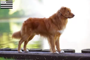 Lire la suite à propos de l’article Nova Scotia Duck Tolling Retriever éleveurs et chiots en Bretagne