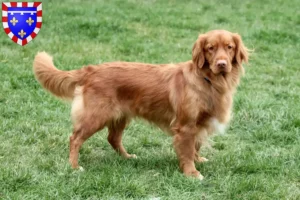 Lire la suite à propos de l’article Nova Scotia Duck Tolling Retriever éleveurs et chiots en Centre-Val de Loire