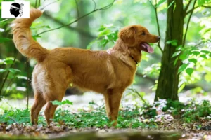 Lire la suite à propos de l’article Nova Scotia Duck Tolling Retriever éleveurs et chiots en Corse