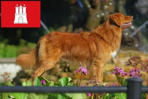 Lire la suite à propos de l’article Nova Scotia Duck Tolling Retriever éleveurs et chiots à Hambourg