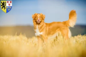 Lire la suite à propos de l’article Nova Scotia Duck Tolling Retriever éleveurs et chiots en Hauts-de-France