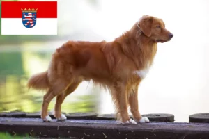 Lire la suite à propos de l’article Nova Scotia Duck Tolling Retriever éleveurs et chiots en Hesse