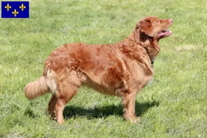 Lire la suite à propos de l’article Nova Scotia Duck Tolling Retriever éleveurs et chiots en Île-de-France