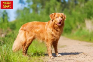 Lire la suite à propos de l’article Nova Scotia Duck Tolling Retriever éleveurs et chiots en Normandie