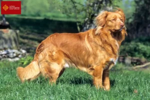 Lire la suite à propos de l’article Nova Scotia Duck Tolling Retriever éleveurs et chiots en Occitanie