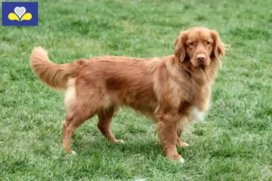 Lire la suite à propos de l’article Nova Scotia Duck Tolling Retriever éleveurs et chiots en Région de Bruxelles-Capitale