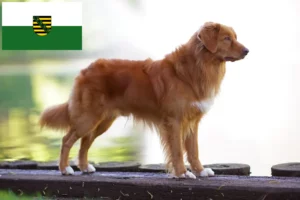 Lire la suite à propos de l’article Nova Scotia Duck Tolling Retriever éleveurs et chiots en Saxe