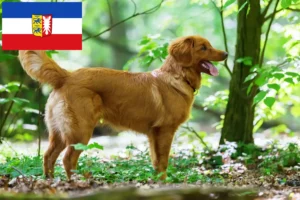 Lire la suite à propos de l’article Nova Scotia Duck Tolling Retriever éleveurs et chiots dans le Schleswig-Holstein