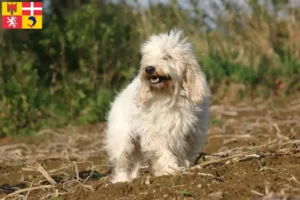 Lire la suite à propos de l’article Petit Basset Griffon Vendéen Éleveurs et chiots en Auvergne-Rhône-Alpes