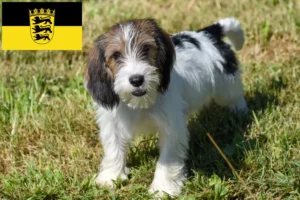 Lire la suite à propos de l’article Petit Basset Griffon Vendéen Éleveurs et chiots en Baden-Württemberg