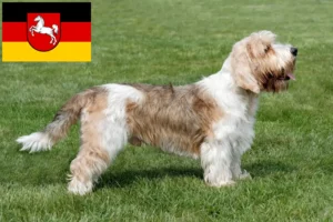 Lire la suite à propos de l’article Petit Basset Griffon Vendéen Éleveurs et chiots en Basse-Saxe