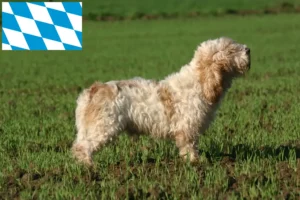 Lire la suite à propos de l’article Petit Basset Griffon Vendéen Éleveurs et chiots en Bavière