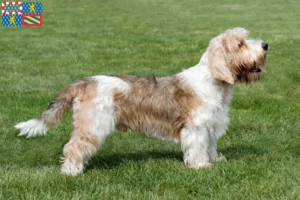 Lire la suite à propos de l’article Petit Basset Griffon Vendéen éleveurs et chiots en Bourgogne-Franche-Comté