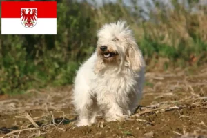 Lire la suite à propos de l’article Petit Basset Griffon Vendéen Éleveurs et chiots dans le Brandebourg