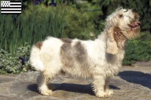 Lire la suite à propos de l’article Petit Basset Griffon Vendéen éleveurs et chiots en Bretagne