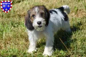 Lire la suite à propos de l’article Petit Basset Griffon Vendéen Éleveurs et chiots en Centre-Val de Loire