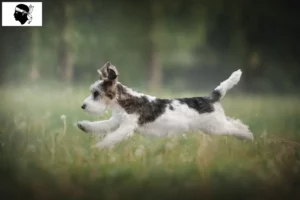 Lire la suite à propos de l’article Petit Basset Griffon Vendéen Éleveurs et chiots en Corse