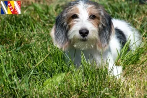 Lire la suite à propos de l’article Petit Basset Griffon Vendéen Éleveurs et chiots en Grand Est