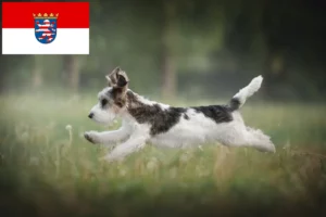 Lire la suite à propos de l’article Petit Basset Griffon Vendéen Éleveurs et chiots en Hesse