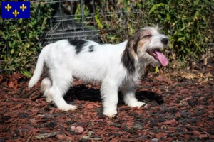 Lire la suite à propos de l’article Petit Basset Griffon Vendéen Éleveurs et chiots en Île-de-France