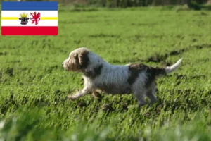 Lire la suite à propos de l’article Petit Basset Griffon Vendéen éleveurs et chiots dans le Mecklembourg-Poméranie occidentale