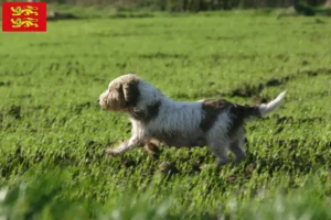 Lire la suite à propos de l’article Petit Basset Griffon Vendéen éleveurs et chiots en Normandie