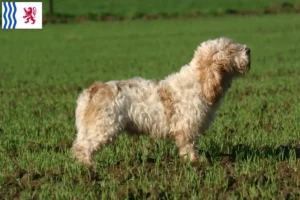 Lire la suite à propos de l’article Petit Basset Griffon Vendéen Éleveurs et chiots en Nouvelle-Aquitaine