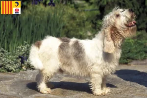 Lire la suite à propos de l’article Petit Basset Griffon Vendéen éleveurs et chiots en Provence-Alpes-Côte d’Azur