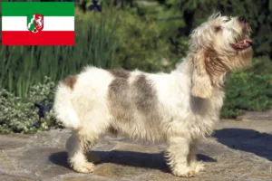 Lire la suite à propos de l’article Petit Basset Griffon Vendéen Éleveurs et chiots en Rhénanie-du-Nord-Westphalie