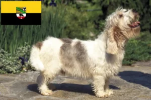 Lire la suite à propos de l’article Petit Basset Griffon Vendéen Éleveurs et chiots en Saxe-Anhalt