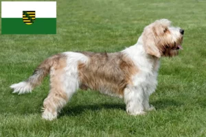 Lire la suite à propos de l’article Petit Basset Griffon Vendéen éleveurs et chiots en Saxe